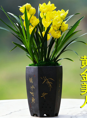 老字号兰花苗黄金美人正品高档花建兰浓香兰草室内花盆栽花卉好养