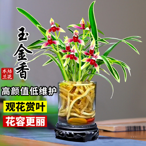 兰花苗建兰玉金香四季兰