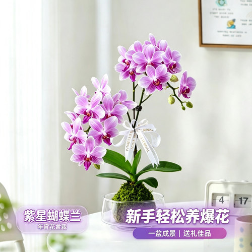 蝴蝶兰花苗带花剑带花苞