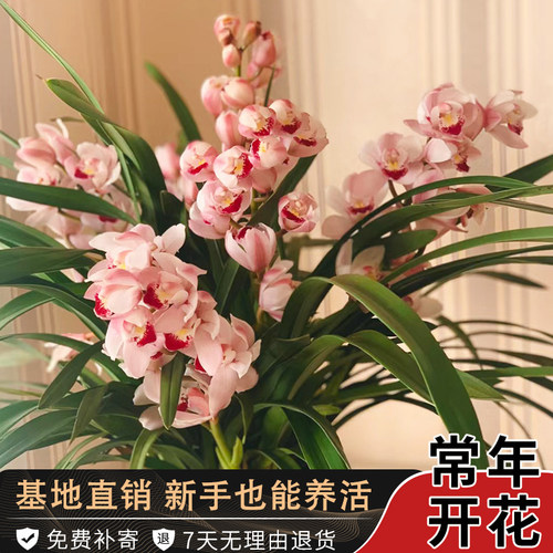 兰花苗建兰国兰之美夏带花苞