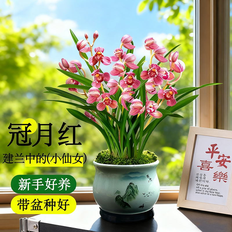 老字号兰花老种四季建兰冠月红