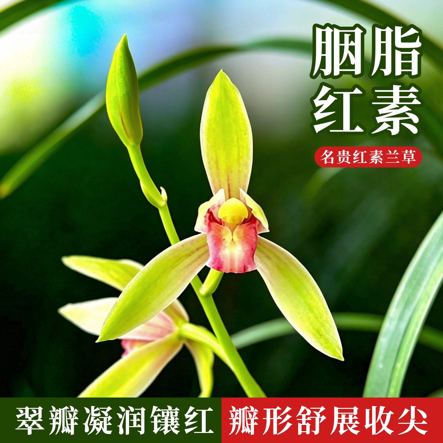 建兰名品胭脂红素兰花苗好养易活