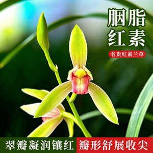 建兰名品胭脂红素兰花苗好养易活