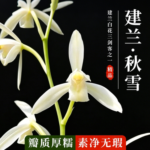 建兰秋雪高档兰花苗好养盆栽花卉