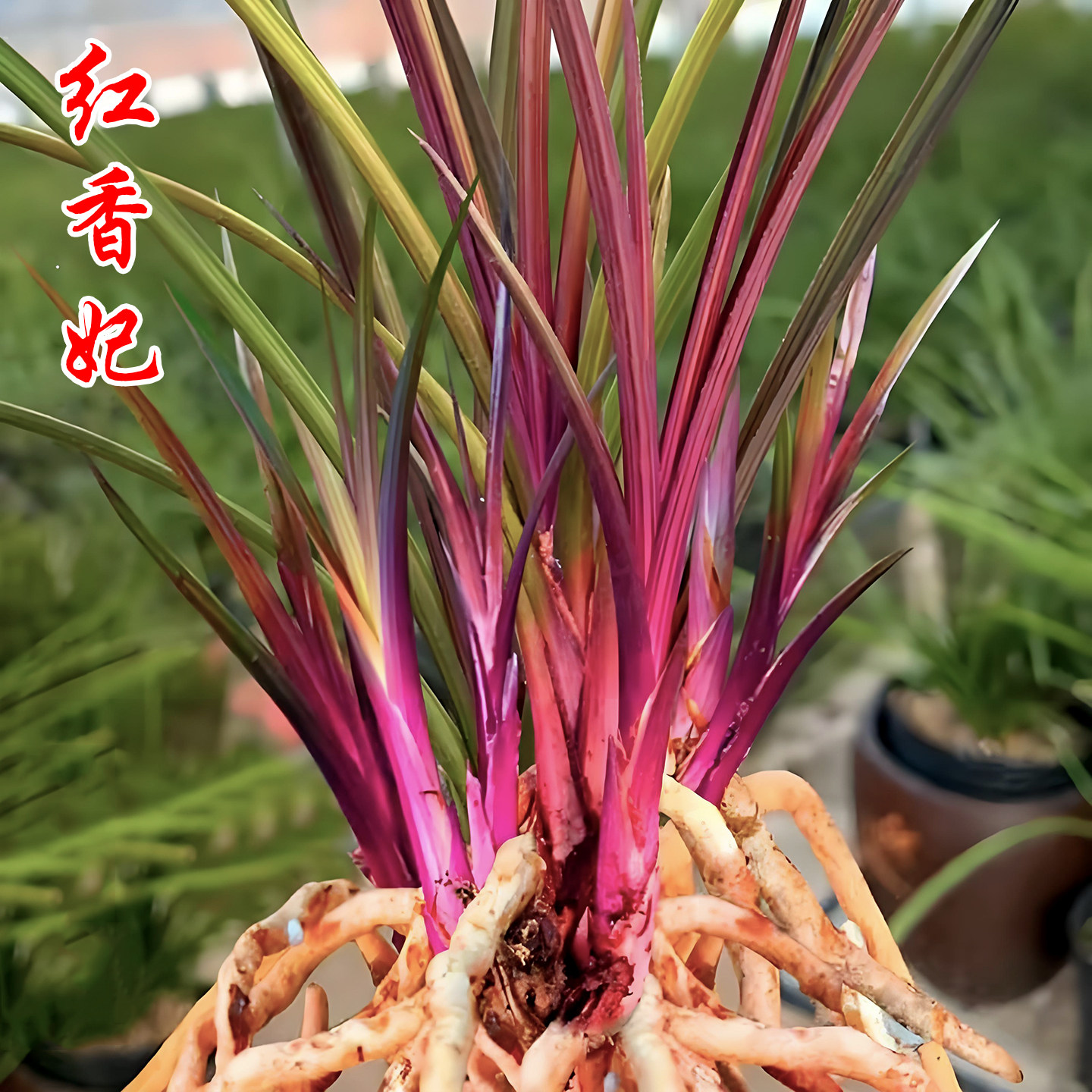 蕙兰红香妃兰花盆栽冬带花苞