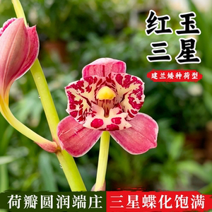 红玉三星建兰名品兰花苗懒人好养