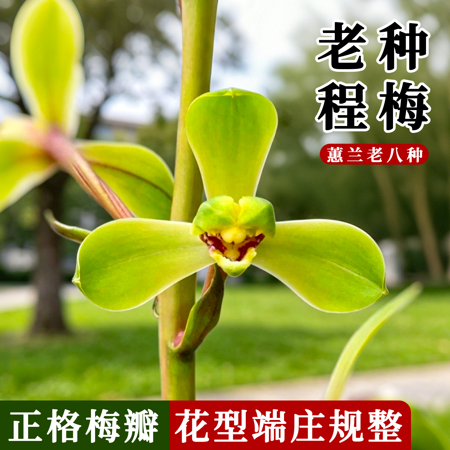 蕙兰程梅老八种浓香型精品绿植花