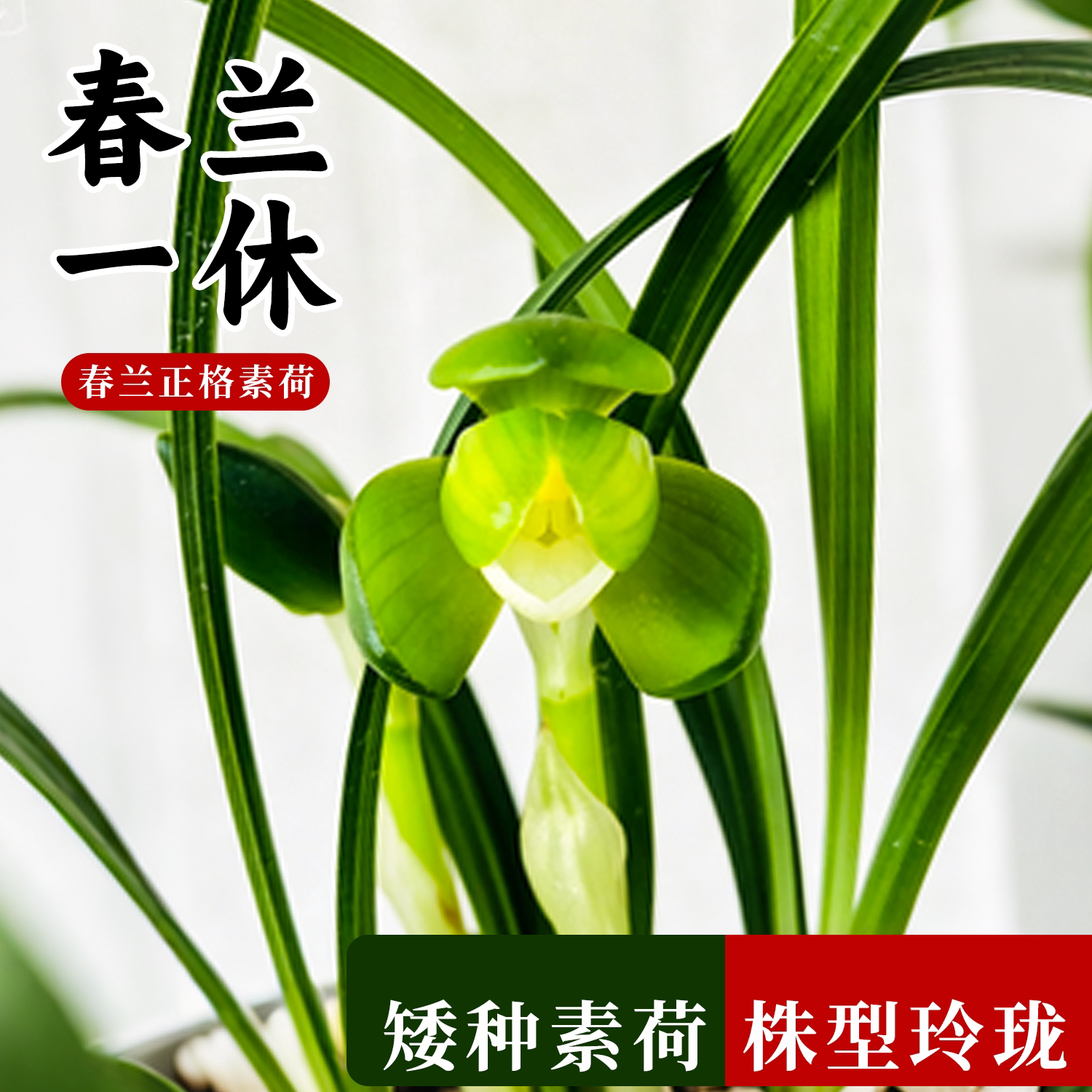 春兰一休兰花苗冬带花浓香好养花