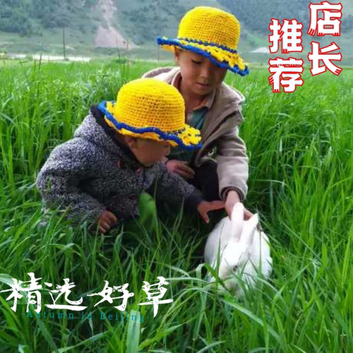 新草晒干草北提提摩西草500g