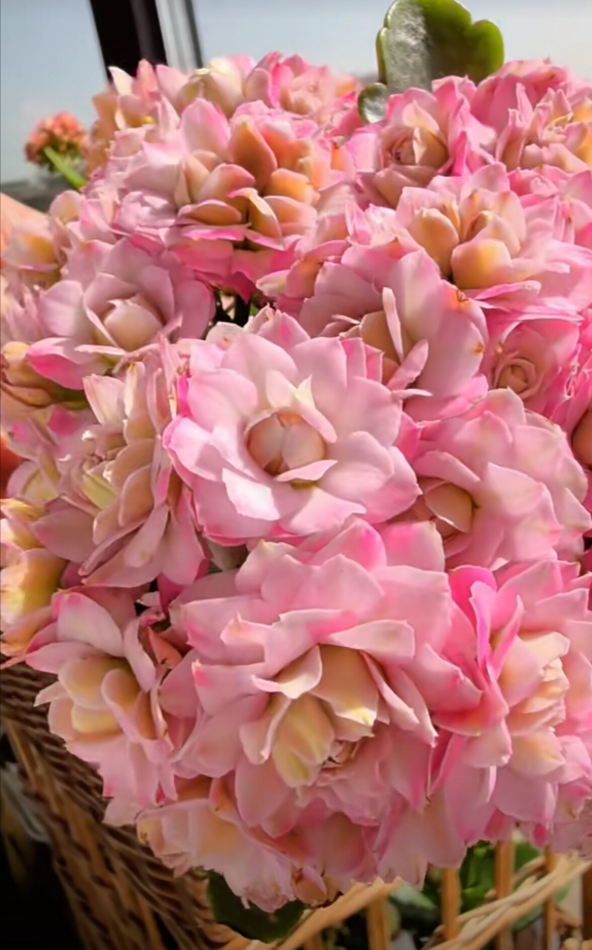 昊景悉尼粉长寿花