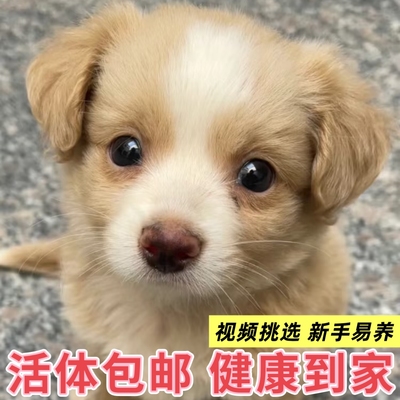 健康包邮高智商适合新手养的狗仔