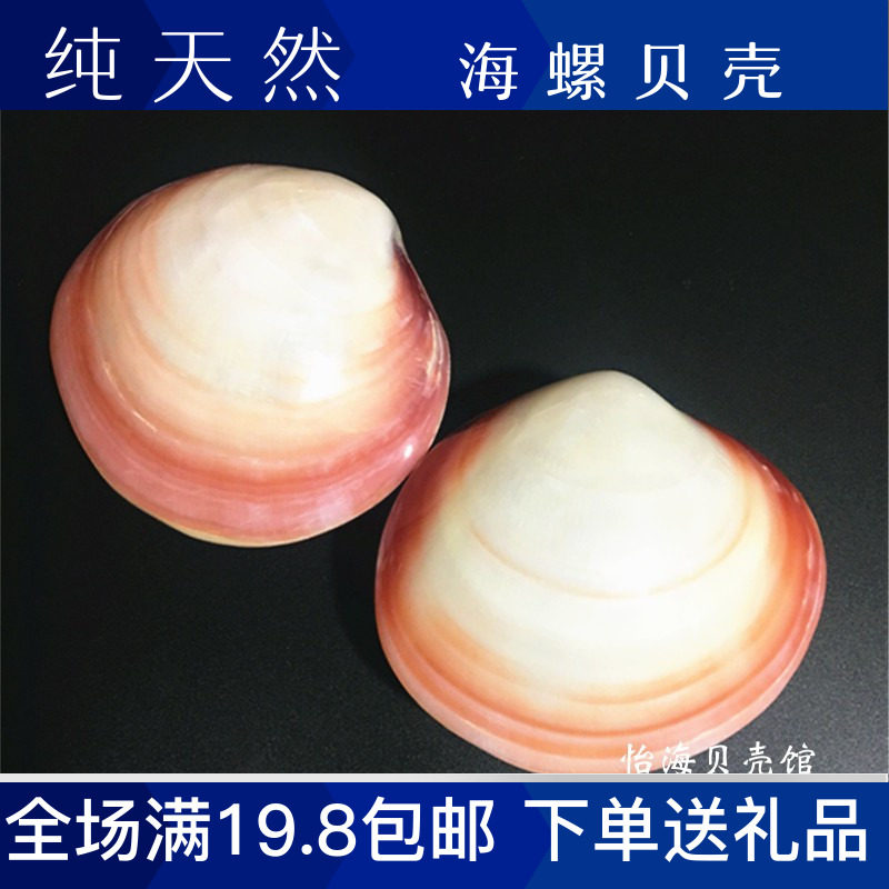 粉蛤/粉色贝壳天然海螺贝壳海星家居摆件/鱼缸水族箱婚庆地台装饰