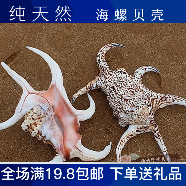 水字螺 六角螺大海螺贝壳海星装饰收藏摆设礼品鱼缸拍摄包邮diy