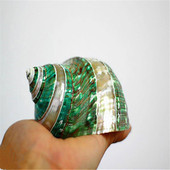 大绿螺条纹珍珠螺精品天然海螺贝壳标本螺收藏家居摆件 送礼品 包邮