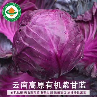 云南高原有机紫甘蓝1.5kg 新鲜包心菜脆嫩爽口清甜凉拌沙拉蔬菜