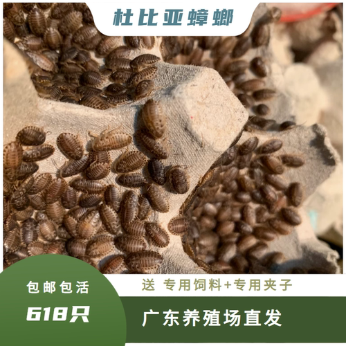 杜比亚蟑螂活体饲料精灵食品健康