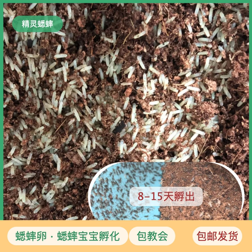 白蟋蟀卵蟋蟀卵精灵蟋蟀满盒发货