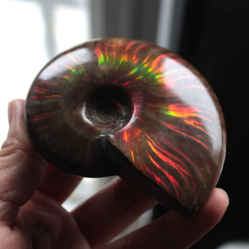 天然斑彩螺把玩化石光彩灵动
