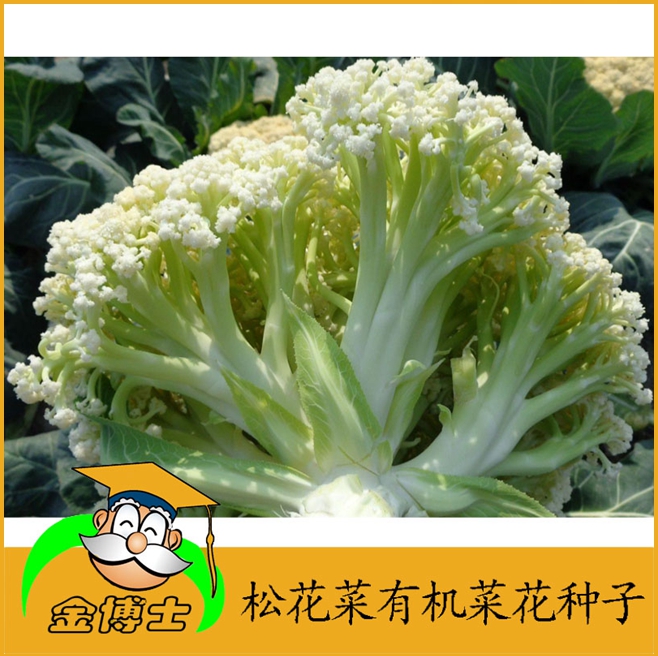 蔬菜种籽春秋基地良种【青梗松花菜种子】有机菜花菜籽白菜花种子在类目 鲜花速递/花卉仿真/绿植园艺, 花卉/蔬果/草坪种子（新）, 家庭园艺种子中 - 来自Buy2taobao.com提供专业的淘宝代购服务