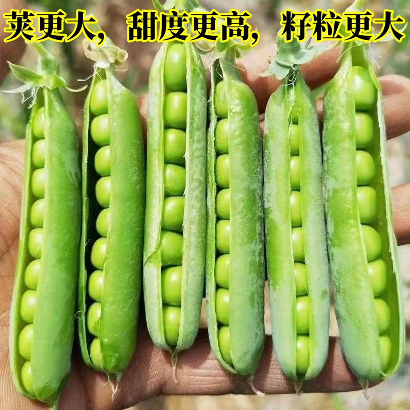 甜脆豌豆种子中豌六号长寿仁荷兰豆水果豌豆种籽蔬菜种孑农家四季