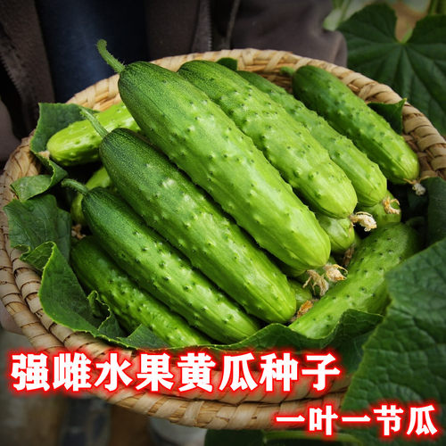 黄瓜种子水果脆甜四季