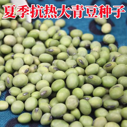 大青豆种子大粒青皮青芯九月寒毛豆夏季中晚熟农家青毛豆大豆种子