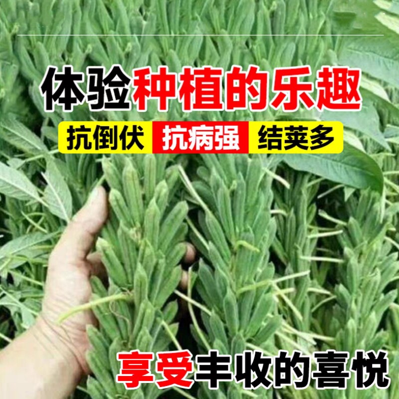 早熟纯丰高产芝麻种子