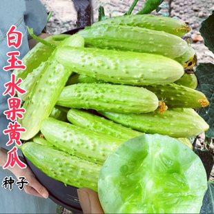 奶油白玉黄瓜种子水果白皮黄瓜种籽旱黄瓜春夏秋四季蔬菜新品种孑