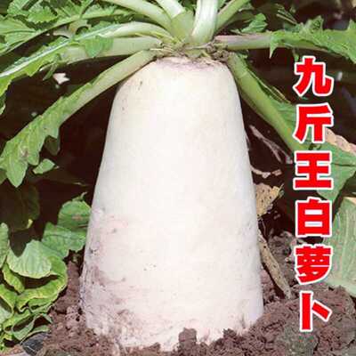 九斤王特大萝卜种子白萝卜种籽秋季白萝卜种孑白皮秋季播蔬菜种子