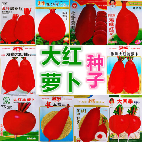 萝卜种子耐寒种子春季
