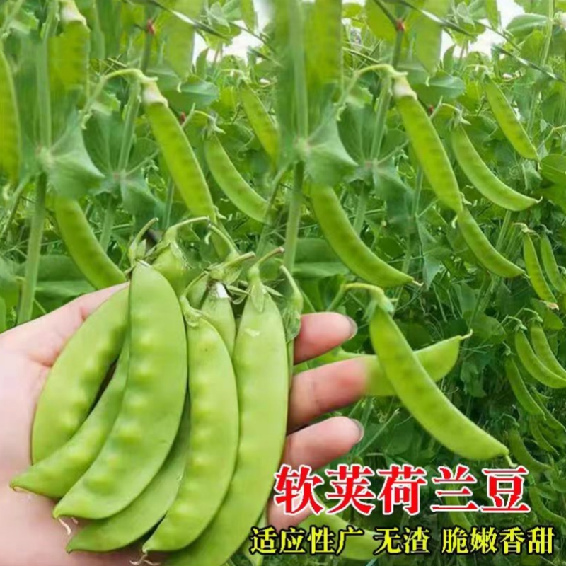 荷兰豆种籽菜豌豆种子豌豆苗四季甜蔬菜豌豆种孑莱蚕豆菜籽尖碗豆