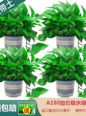 绿萝盆栽室内花卉植物吸甲醛绿植水培好养长藤大叶大盘绿箩