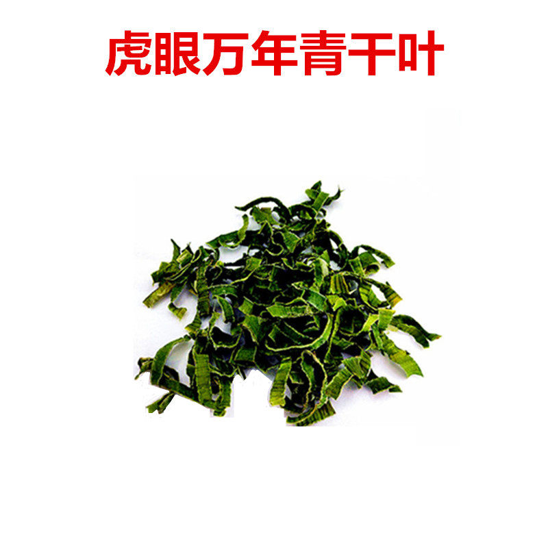 虎眼万年青盆栽药用万年青冻干粉胶囊旱三七可食用中草药煲汤泡茶