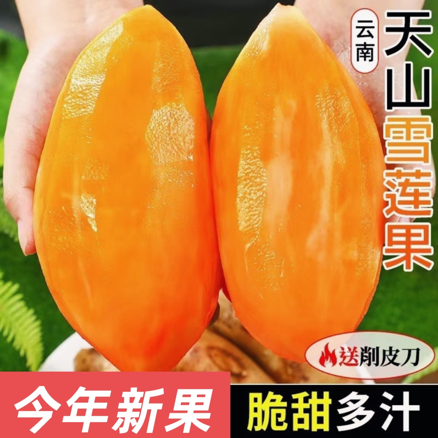 新果云南天山雪莲果新鲜水果黄心清甜特级当季整箱红泥沙大长果