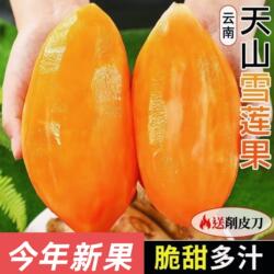 新果云南天山雪莲果新鲜水果黄心清甜特级当季整箱红泥沙大长果