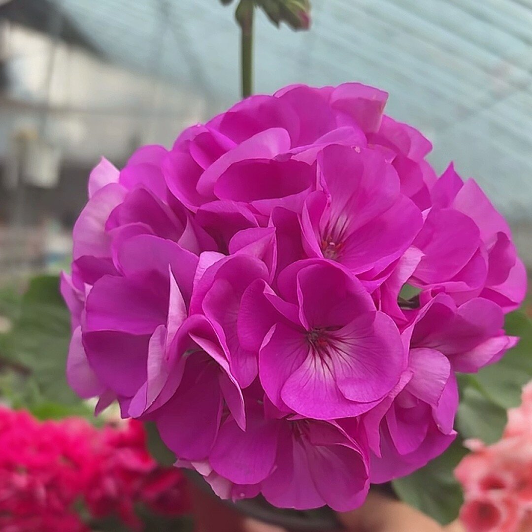 天竺葵湛蓝天空苗带花苞包对版