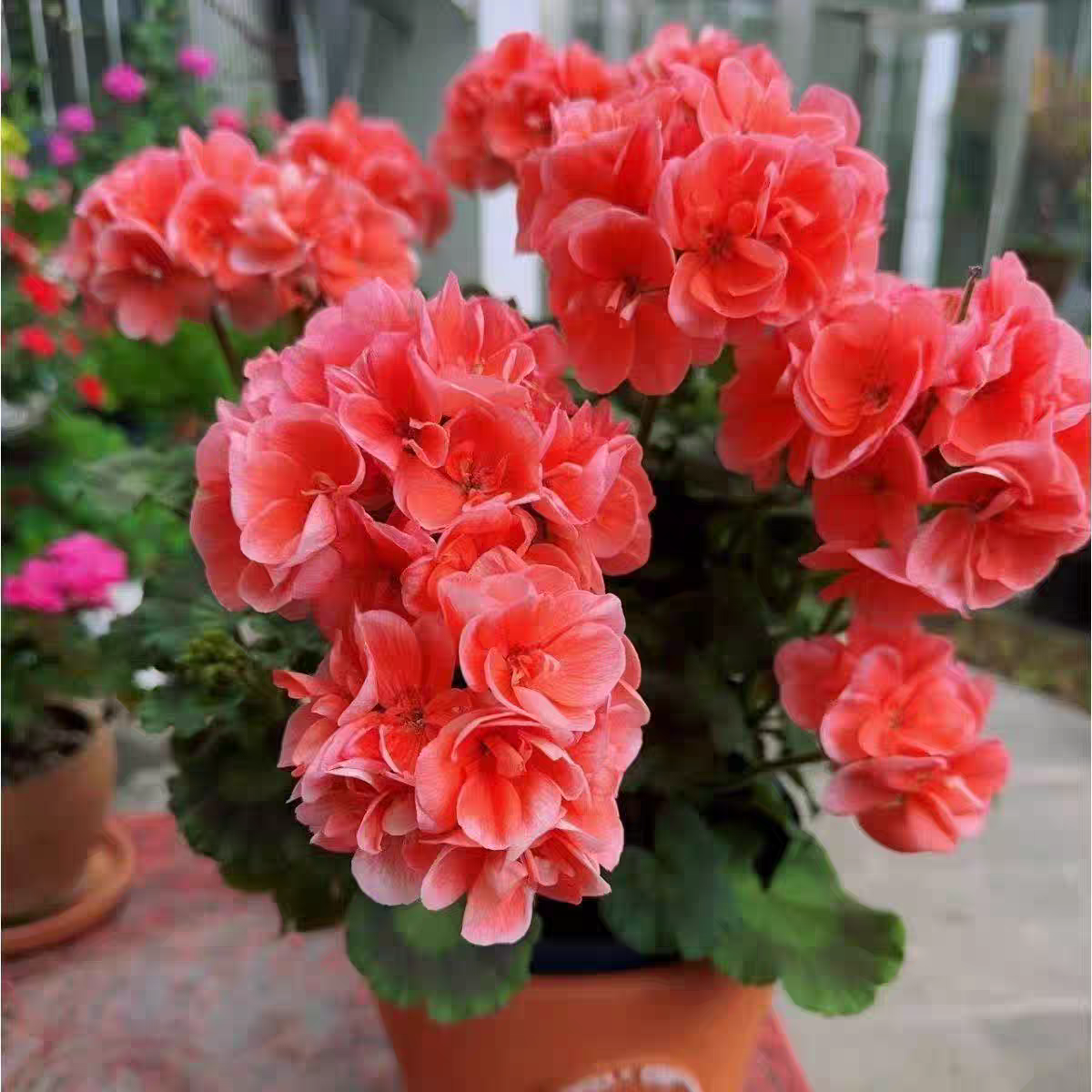 天竺葵大山宫苗 包对版,鲜花速递/花卉仿真/绿植园艺,时令草本花卉,淘宝优惠券,粉丝福利购,淘宝优惠卷