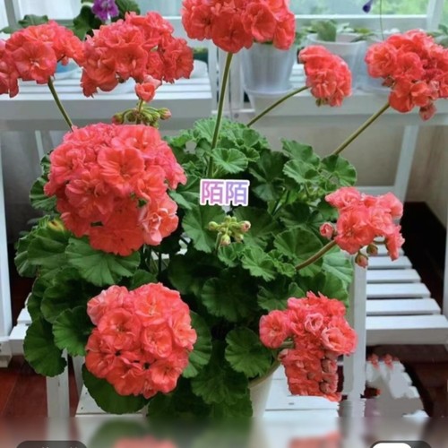 天竺葵陌陌苗带花苞包对版