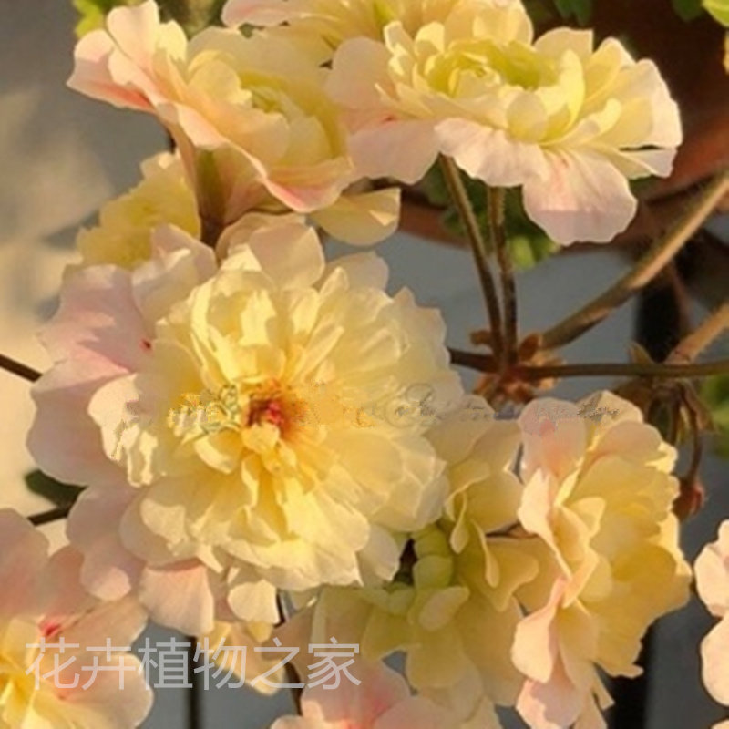 新品重瓣进口天竺葵盆栽花卉庭院阳台兽系独角兽不断观赏植物阳光