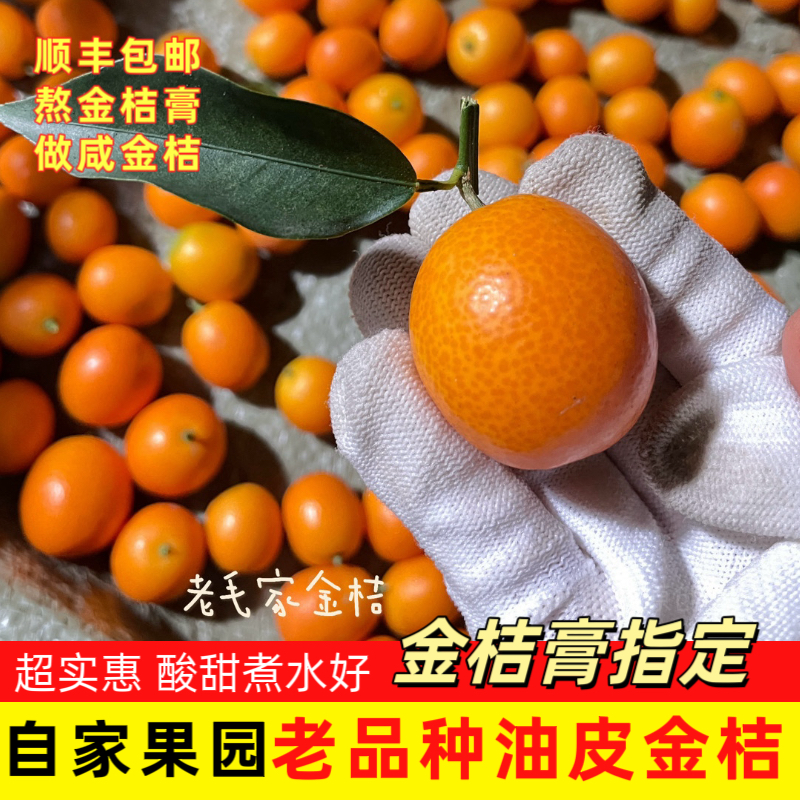 广西阳朔油皮金桔无农药不打蜡不泡麻皮金橘现摘咸金桔酱顺丰5斤