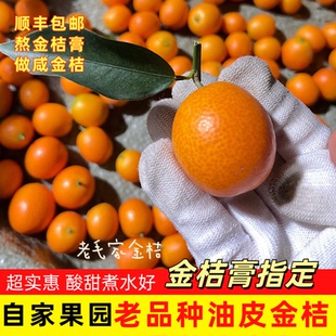 广西阳朔油皮金桔无农药不打蜡不泡麻皮金橘现摘咸金桔酱顺丰5斤