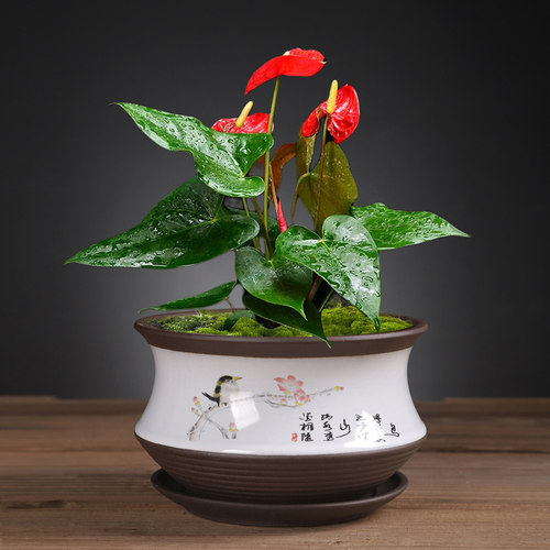 多肉绿植盆意国景带托紫砂创风