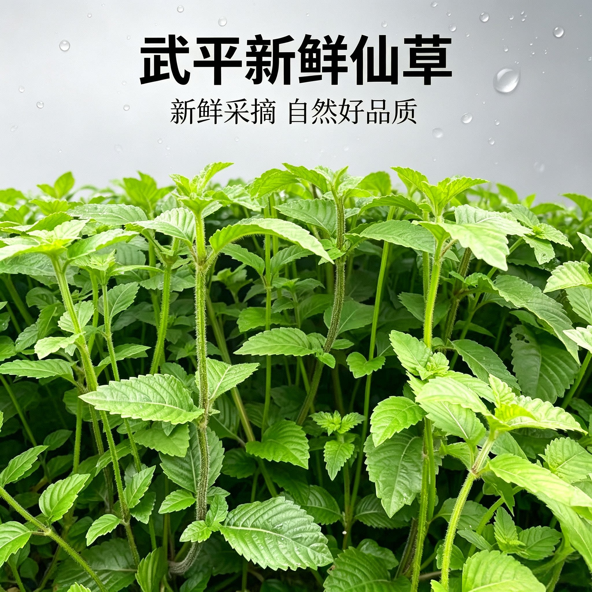 武平新鲜仙草凉草粉龙岩特产