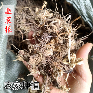 中药材 韭菜根 干韭菜根 起阳草 起阳草根 包邮农家种植天然无硫