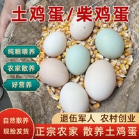 土雞蛋正宗農(nóng)家散養(yǎng)新鮮柴雞蛋