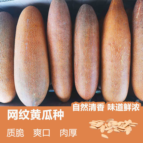 东北老黄瓜新鲜农家蔬菜特产