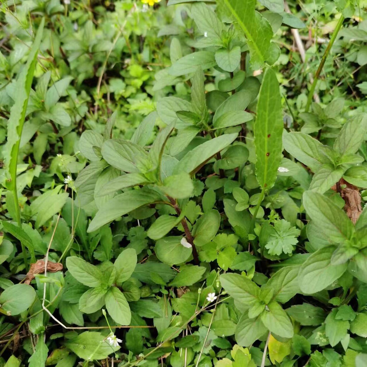 包邮食用清凉薄荷苗盆栽野生驱蚊带泥发货净化空气庭院