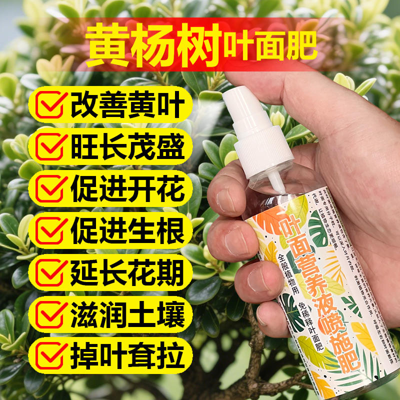黄杨专用肥营养液雀舌瓜子黄杨树盆景肥料防黄叶促生长生根叶面肥