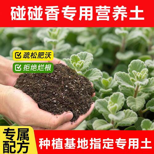 碰碰香老桩专用土料水培土培长新叶养液生长翠绿开花爆盆种植家用