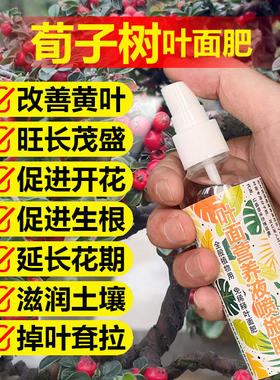 荀子树专用肥料养殖小苗荀子土壤盆栽营养液叶面肥叶面肥有机肥料